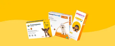 Ушной клещ у собаки: симптомы, причины и лечение | Royal Canin UA