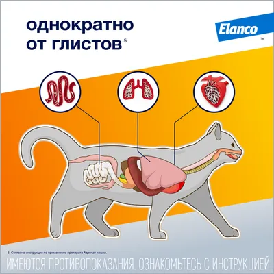 Таблетки от блох и клещей Zoetis Симпарика для собак весом от 5 до 10 кг (1  таблетка) от продавца: ZooWorld – в интернет-магазине ROZETKA | Купить в  Украине: Киеве, Харькове, Днепре, Одессе, Запорожье, Львове