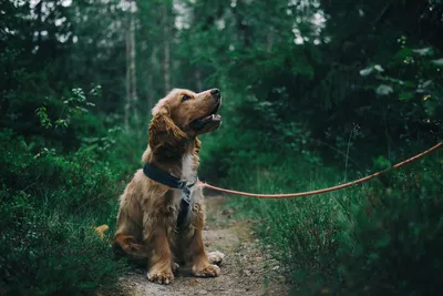 Palladium Pet Line The One Dog Противопаразитарные капли на холку от блох,  клещей и гельминтов для собак весом 10-20 кг - купить в Киеве и Украине,  цены на в зоомагазине зоотоваров -