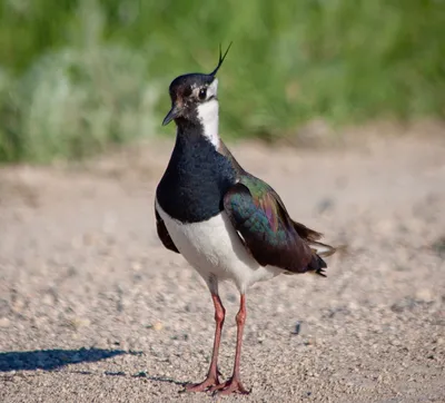 Андский чибис - eBird