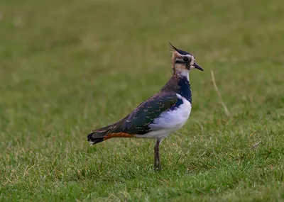 Солдатский чибис - eBird