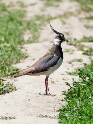 Чибис (Vanellus vanellus). Фотогалерея птиц. Фотографии птиц России,  Беларуси, Украины, Казахстана, Таджикистана, Азербайджана.