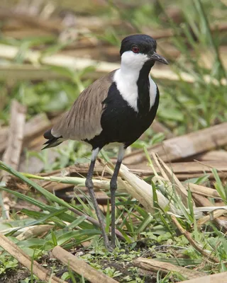 Чибис, или пигалица (Vanellus vanellus)