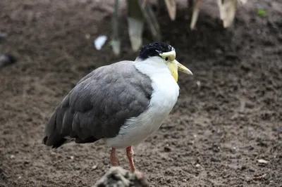 Солдатский чибис (novaehollandiae) - eBird