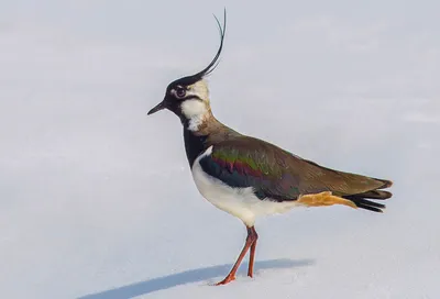 Чибис (Vanellus vanellus). Птицы Кыргызстана.