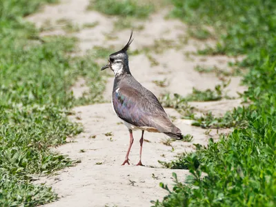 Чибис-кузнец - eBird