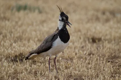 Чибис (Vanellus vanellus). Фотогалерея птиц. Фотографии птиц России,  Беларуси, Украины, Казахстана, Таджикистана, Азербайджана.