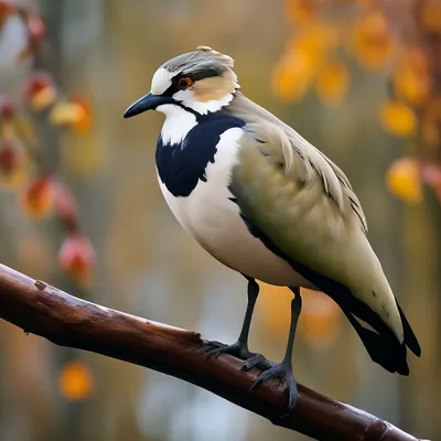 Чибис Vanellus vanellus Northern Lapwing