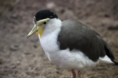 Чибис (Vanellus vanellus). Птицы Кыргызстана.