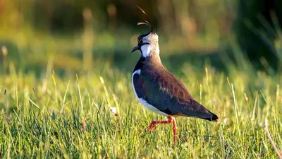 Чибис (Vanellus vanellus). Птицы Европейской России.