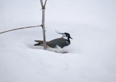 Чибис (Vanellus vanellus). Птицы Европейской России.