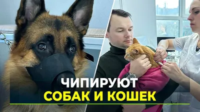 Новая услуга! Чипирование собак и других животных. Сканирование найденых  животных на наличие чипа. » Курсы дрессировки собак в Твери и Москве