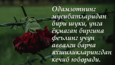 Идеи на тему «Маноли сузлар» (900+) | цитаты, вдохновляющие цитаты,  мусульманские цитаты