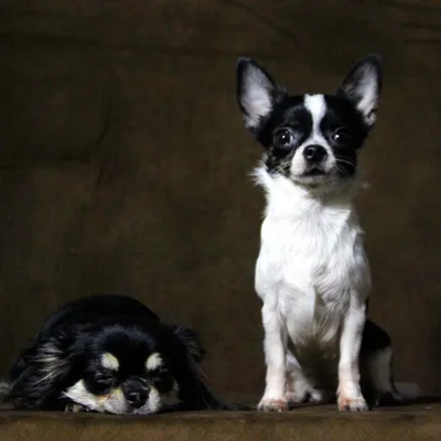 чихуахуа #чихуашка #chihuahua #chihuahuastiktok #чишка #продажасобак... |  TikTok