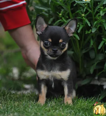 hello_ukki Чишки в красном к прогулке готовы 😍❤ #chihuahua #чихуахуа # собака #собаки #twins #dog #dogs #chiwawa #мило #cute #chihu… | Собаки,  Чихуахуа, Прогулки