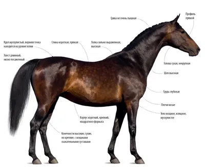 Красивая картинка чистокровной верховой лошади