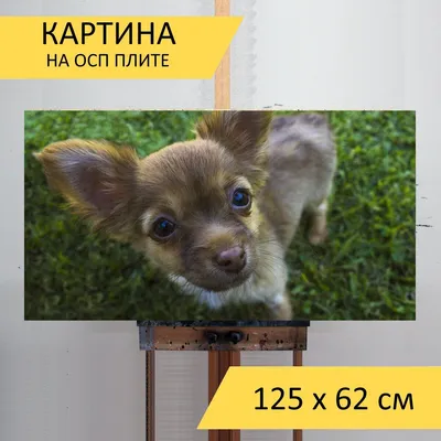 hello_ukki Чишки в красном к прогулке готовы 😍❤ #chihuahua #чихуахуа # собака #собаки #twins #dog #dogs #chiwawa #мило #cute #chihu… | Собаки,  Чихуахуа, Прогулки