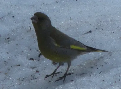 Охотник за семечками / Птица чиж (Carduelis spinus) Птичка чижик относится  к семейству вьюрковых отряда воробьиных Как все птицы этого отряда, она не  отличается большими размерами Длина ее тела обычно достигает 12