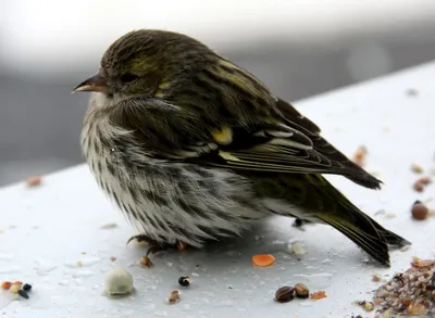 Фотокаталог птиц: Чиж (Carduelis spinus)