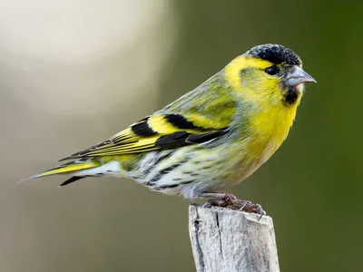 Чиж (птица) - Eurasian siskin - YouTube