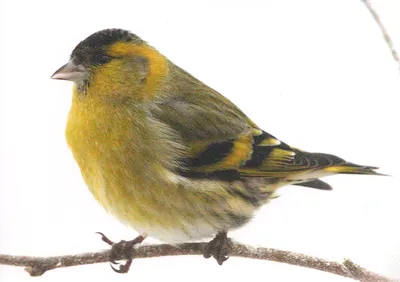 Чиж (Carduelis (Spinus) spinus) — Зоопарк «Лимпопо» г. Нижний Новгород –  Нижегородский зоопарк