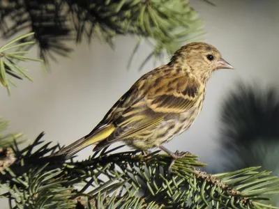 Чиж (Carduelis (Spinus) spinus) — Зоопарк «Лимпопо» г. Нижний Новгород –  Нижегородский зоопарк