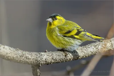 Американский чиж (Spinus tristis) / Статьи / Птицы Европы