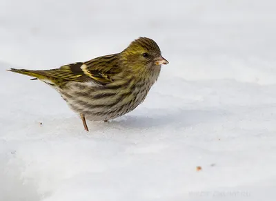 Чиж (Spinus spinus). Птицы Европейской России.