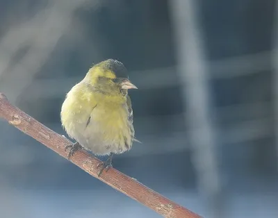 Чиж (Spinus spinus). Птицы Дальнего Востока России.