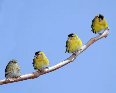 Чиж (Carduelis (Spinus) spinus) — Зоопарк «Лимпопо» г. Нижний Новгород –  Нижегородский зоопарк