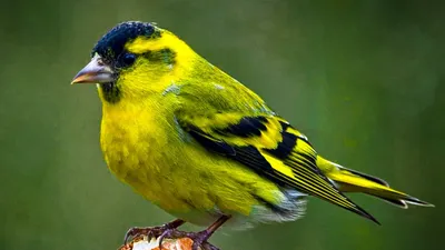 Чиж (птица) - Eurasian siskin - YouTube