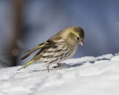 Купить чижа в Минске легко на фауна бай! А так же других экзотических и  певчих птиц