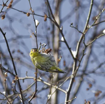 Охотник за семечками / Птица чиж (Carduelis spinus) Птичка чижик относится  к семейству вьюрковых отряда воробьиных Как все птицы этого отряда, она не  отличается большими размерами Длина ее тела обычно достигает 12