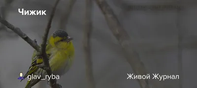 чижик.. / маленькая птаха из семейства вьюрковых