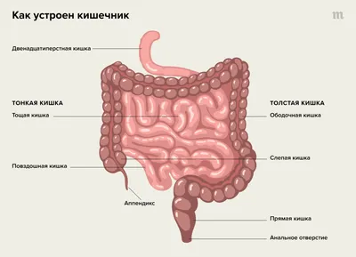 Санитарный стул, насадка на унитаз и другие приспособления для туалета —  Про Паллиатив