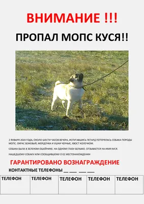 Мосприрода - 🐕Как гулять с собакой в лесу, чтобы не нанести вреда природе  – напоминает Мосприрода🐕 🍀Инспекторы ГПБУ “Мосприрода” проводят  регулярные рейды с собаководами разъясняя, как правильно выгуливать  питомцев на особо охраняемых