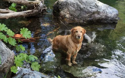 🐶ПЕЛЕНАНИЕ СОБАКИ 🍎наткнулась на эту штуку уже давно. И вот под праздник  самое то написать. Посмотрели фото? На самом деле ,если подумать… |  Instagram