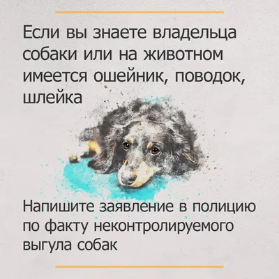 Пропала собака на Госпитальном Валу, Лефортово, Москва | Pet911.ru