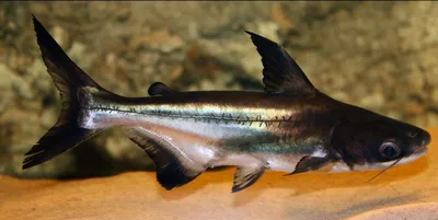 Пангасиус - Pangasius hypophthalmus (S)