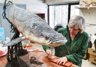 Манекен для таксидермии или чучело рыбы Carved Wooden Brown Trout With  Stream Boulders Specimen 18 - 314730213172 - купить на eBay.com (США) с  доставкой в Украину | Megazakaz.com