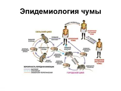 Бубонная чума: возникновение, симптомы, лечение