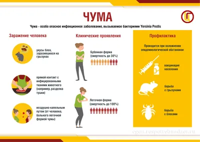 Чума и её профилактика | 01.07.2022 | Красногвардейское - БезФормата