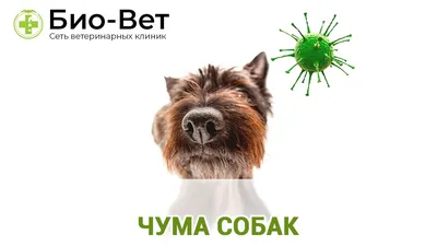 Первые признаки и симптомы чумки у собак – Vetera