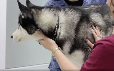 Перелом у собаки 🐶 симптомы и лечение переломов таза, ног, позвоночника,  бедра