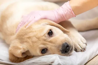 Вирус чумы собак (Canine Distemper Virus, CDV)