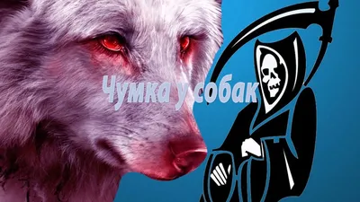 Чумка у собаки 🐶 Виды, смиптомы, как лечить | Pet7