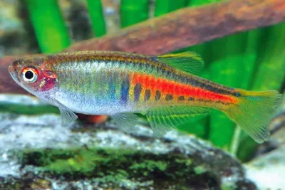 Данио розовый (Danio roseus) | Aquarium-Style