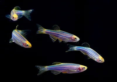 Купить Данио Глофиш (GloFish) аквариумную рыбку с доставкой по Украине - ИМ  Акварыбки