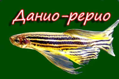 Данио-рерио (лат. Danio rerio) флуоресцентная |