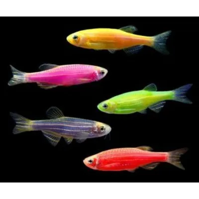 Данио Глофиш (Glofish) цвета в ассортименте / Карповые / Аквариумные рыбки  / КАТАЛОГ ТОВАРОВ / Аквадом - зоомагазин